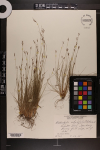 Bulbostylis ciliatifolia image