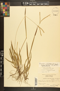 Paspalum setaceum var. muhlenbergii image