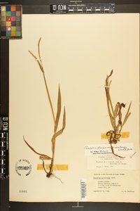 Paspalum setaceum var. muhlenbergii image