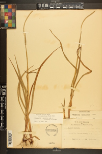 Paspalum setaceum var. muhlenbergii image