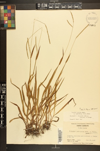 Paspalum setaceum var. muhlenbergii image