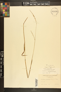 Paspalum setaceum var. muhlenbergii image