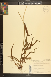 Paspalum setaceum var. muhlenbergii image