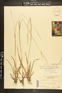 Paspalum setaceum var. muhlenbergii image