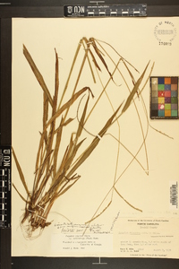 Paspalum setaceum var. muhlenbergii image