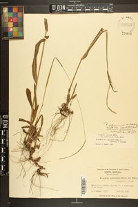 Paspalum setaceum var. muhlenbergii image