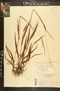 Paspalum setaceum var. muhlenbergii image