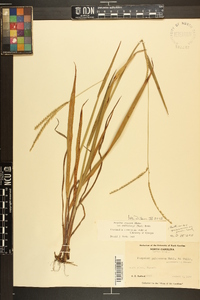 Paspalum setaceum var. muhlenbergii image