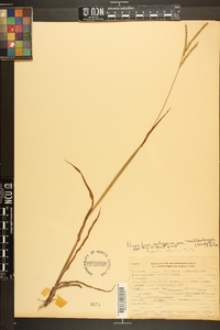 Paspalum setaceum var. muhlenbergii image