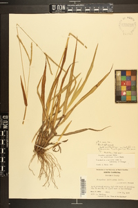 Paspalum setaceum var. muhlenbergii image