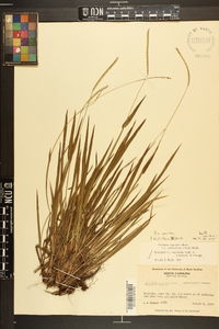 Paspalum setaceum var. muhlenbergii image