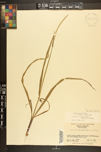 Paspalum setaceum var. muhlenbergii image