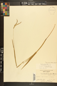 Paspalum setaceum var. muhlenbergii image