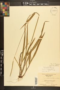 Paspalum setaceum var. muhlenbergii image