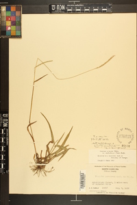 Paspalum setaceum var. muhlenbergii image