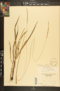 Paspalum setaceum var. muhlenbergii image