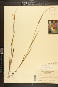 Paspalum setaceum var. setaceum image