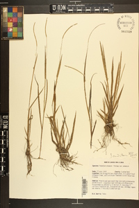 Paspalum setaceum var. setaceum image