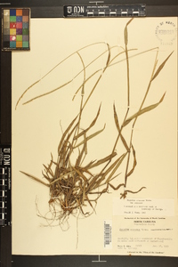 Paspalum setaceum var. setaceum image