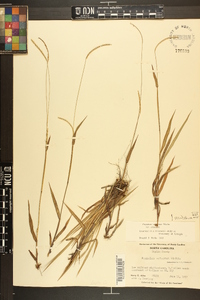 Paspalum setaceum var. setaceum image