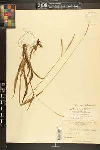 Paspalum setaceum var. setaceum image