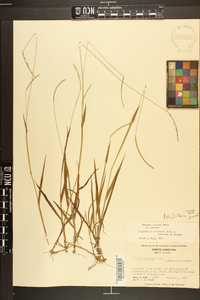 Paspalum setaceum var. setaceum image