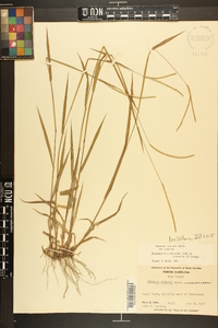 Paspalum setaceum var. setaceum image