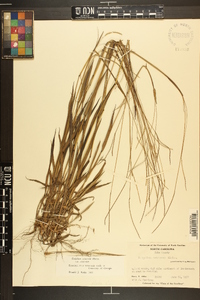 Paspalum setaceum var. setaceum image