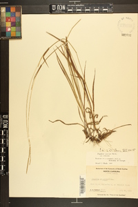 Paspalum setaceum var. setaceum image