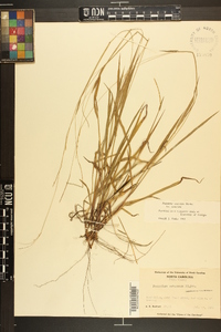 Paspalum setaceum var. setaceum image