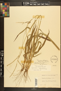 Paspalum setaceum var. setaceum image