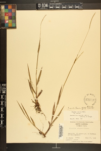 Paspalum setaceum var. setaceum image