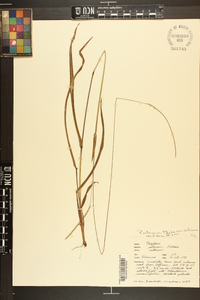 Paspalum setaceum var. setaceum image