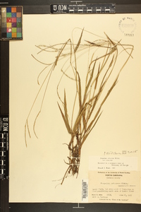 Paspalum setaceum var. setaceum image