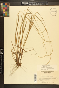 Paspalum setaceum var. setaceum image