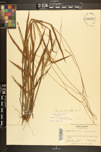 Paspalum setaceum var. setaceum image