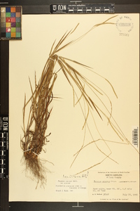 Paspalum setaceum var. setaceum image