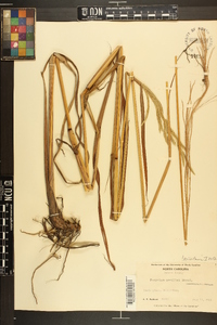 Paspalum urvillei image