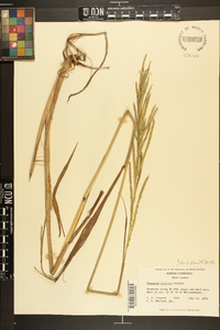 Paspalum urvillei image