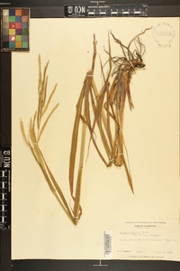 Paspalum urvillei image