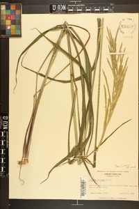 Paspalum urvillei image