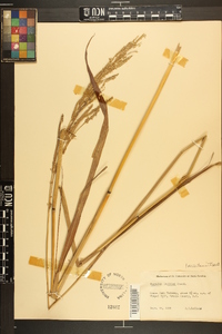 Paspalum urvillei image