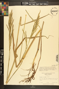 Paspalum urvillei image