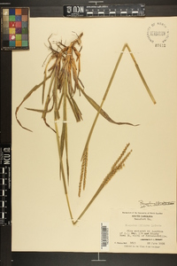 Paspalum difforme image