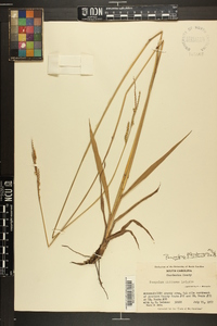 Paspalum floridanum image