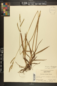 Paspalum floridanum image