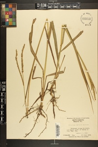 Paspalum difforme image