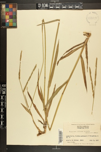 Paspalum difforme image