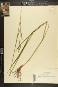 Paspalum dilatatum image