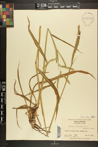 Paspalum dilatatum image